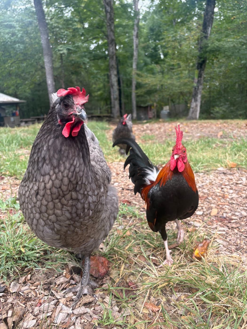 A gray hen and a rooster strolling the grounds at the park